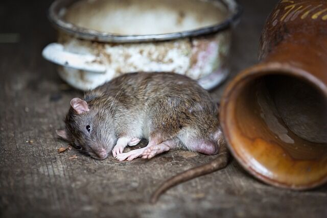 Rats such as this are pests that you don't want in your home